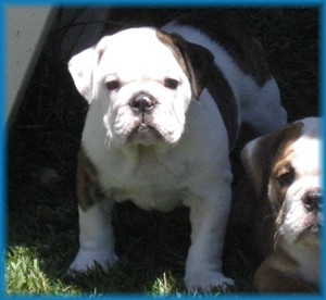 Available English Bulldog Puppies: Lola