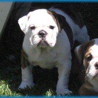 Портфолио Tyler Christenson