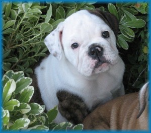 Available English Bulldog Puppies: Lola