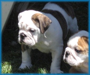 Available English Bulldog Puppies: Lola