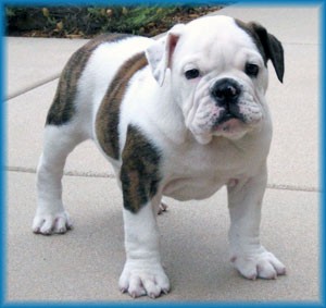 Available English Bulldog Puppies: Lola